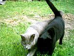 cats0051.jpg