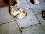 cats0054.JPG